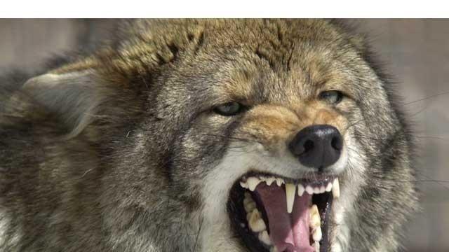 Coyote attacks, once rare, happening all over Massachusetts 1 11569876 11569876