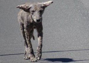 Coyote with Mange – What is it? 1 What is Mange 300x214