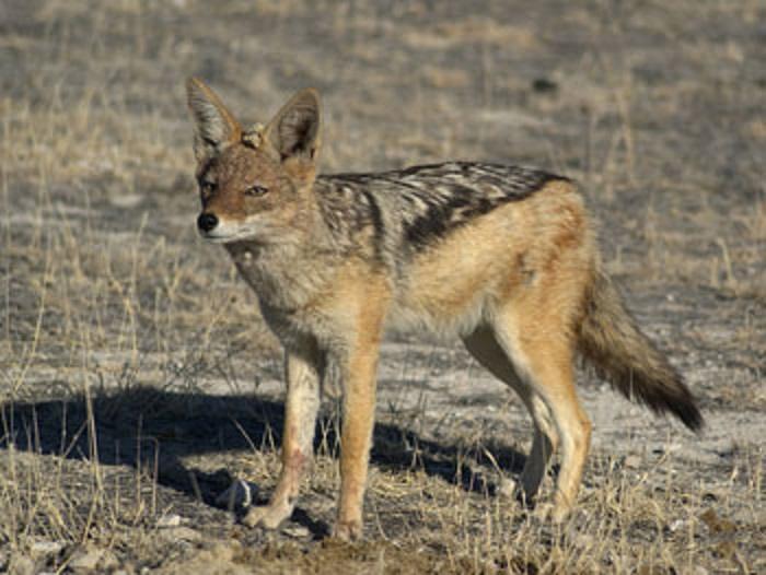 News Coyote listening sessions scheduled in Massachusetts 1 black backed jackal