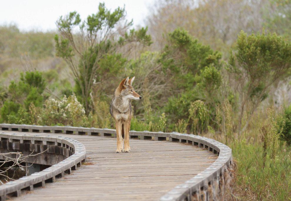 coywolves may be a new species 1 coyote on boardwalk.jpg.990x0 q80 crop smart
