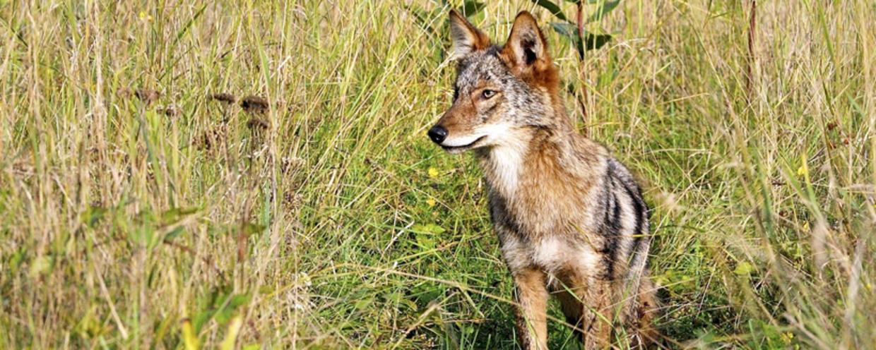 What is a Coywolf ?: Quick Facts about Wolf Hybrids(video) 1 coyote hunting