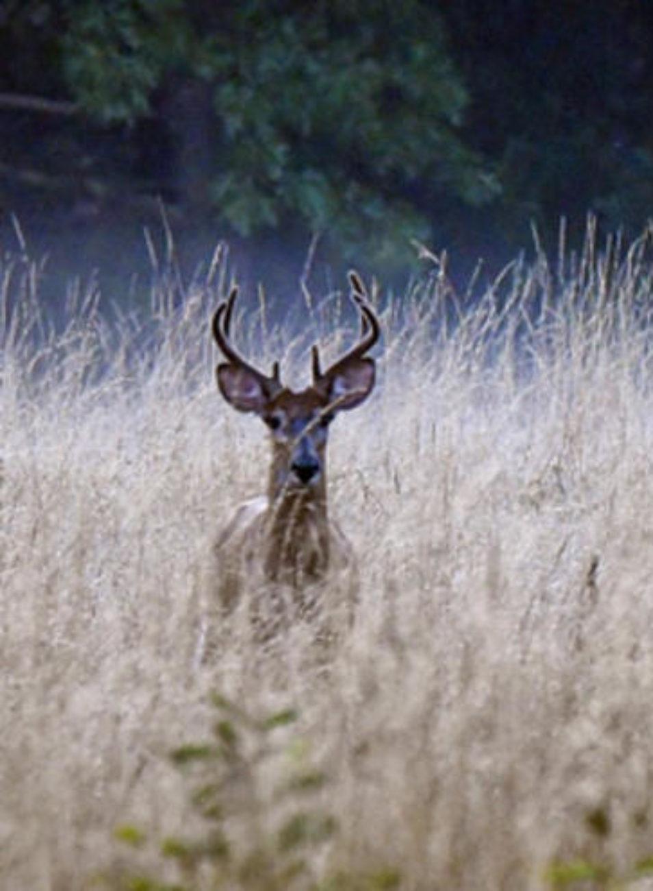 The Sovinski buck is by far the most impressive typical buck ever taken in Massachusetts