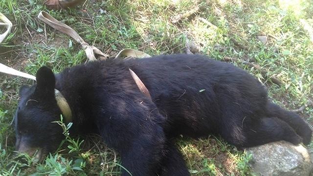 Massachusetts Black bear harvest data 1 21254280 21254280