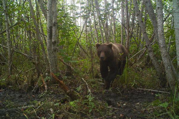 Avoiding Being Tracked in the Wilderness 1 4 65