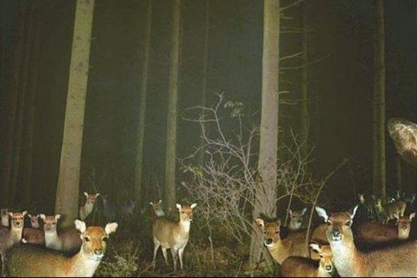 I see a lot of does without fawns; did the coyotes kill them? 1 5 62