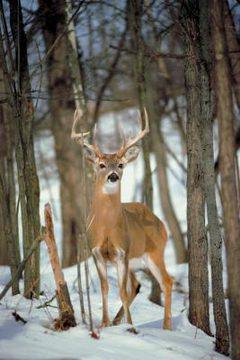 THE HIERARCHY OF DEER 1 87578359 XS