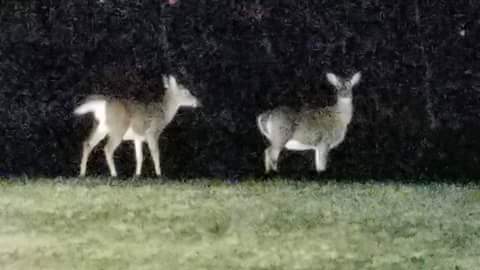 Deer Hunting in Massachusetts 1 FB IMG 1512644462447