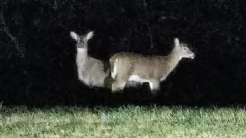 Massachusetts deer harvest report shows record year in 2018 1 FB IMG 1512644470394