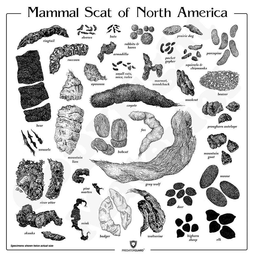 animal scat