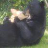 bear 1