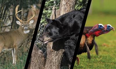 Changes to harvest reporting during Massachusetts bear hunting season 1 deer bear turkey16 400x240