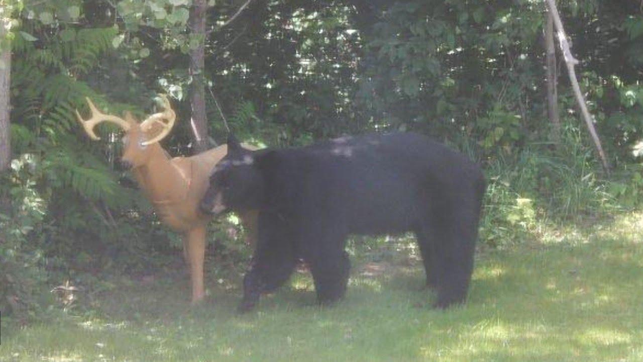Hikers and campers - avoid conflicts with black bears 1 maxresdefault