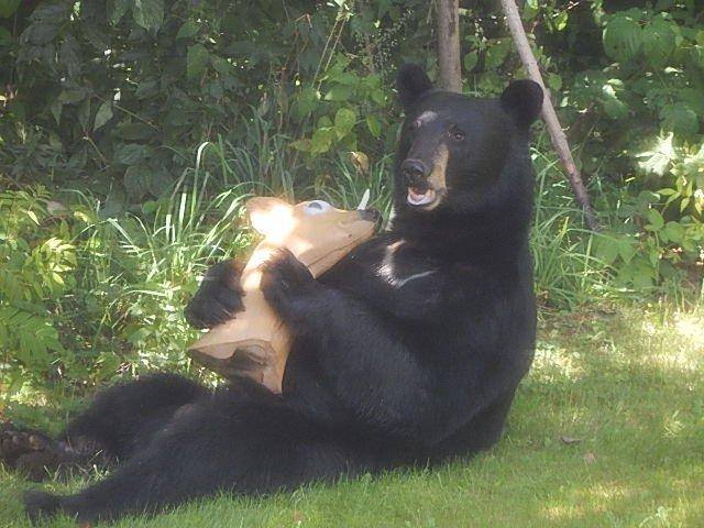 A warning from the Massachusetts Division of Fisheries and Wildlife (bears) 1 outdoorhub photos black bear mistakes fake deer for the real deal 2015 08 12 14 40 22