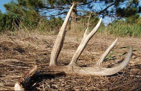 We should expect a statement allowing for shed collecting 1 when bucks shed 01