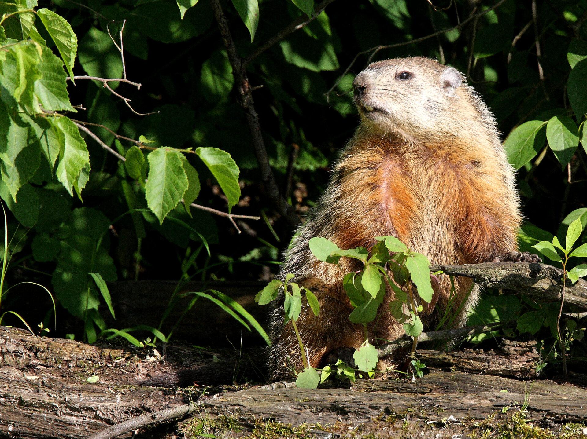 Woodchuck (groundhog, chuck, whistle-pig, whistle pig) 1 woodchuck Jacob Dingel2
