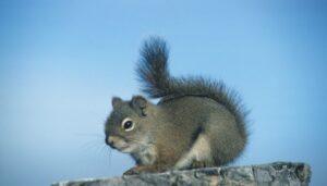 HOW TO TELL IF A SQUIRREL HAS RABIES 1