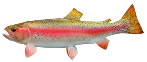 water bodies that consistently produce trophy-sized trout in Massachusetts 1