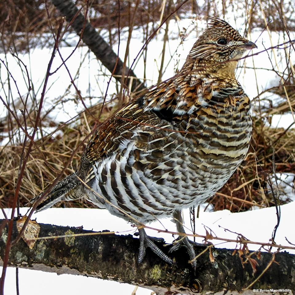 Ruffed grouse have special comb-like membranes on their feet 1 28058553 1798330576895734 8573493767894190273 n