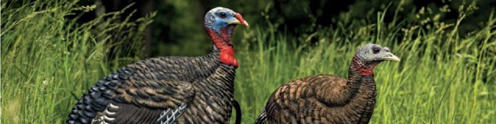 Will Brantley demonstrates the basics of learning how to use a turkey mouth or diaphragm call 1 cropped Avian X Decoy Combo Pack2feat