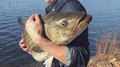 Harvard Grad Student Catches 25-Pound Striped Bass In Charles River 3 fish2