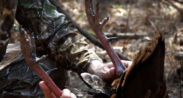 HOW TO AGE A TURKEY BY ITS SPURS 1 ftd spursturkeyage 630x339