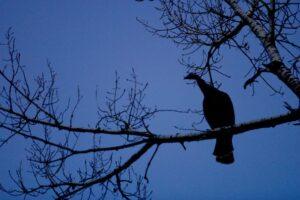 Finding the perfect turkey roosts can be the difference between a successful hunt and an empty-handed walk 1