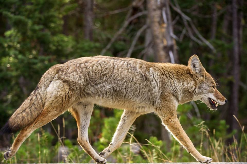 Keeping Your Pets Safe From Predators. 1 27072410 1552889451485596 7757871185055427734 n
