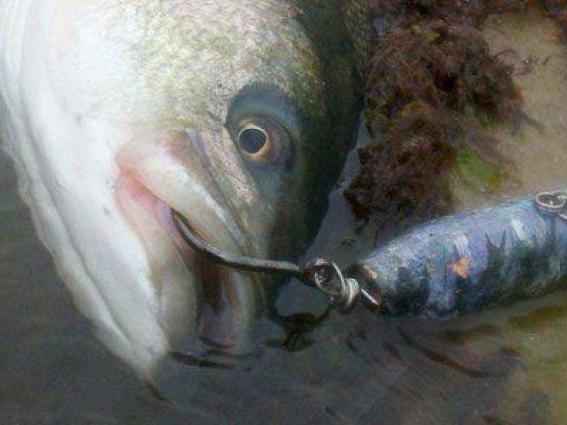 CATCH AND RELEASE ANGLERS: TIPS FOR MINIMIZING FISH STRESS 1 46d7992c382308f67008fd7efaaa4c34