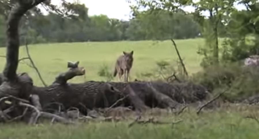WATCH AS A HUNTER DROPS A COYOTE WITH A 9MM TRACER 1 9mm wos
