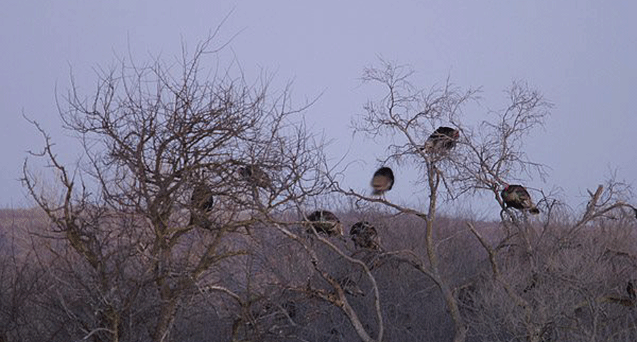 Finding the perfect turkey roosts can be the difference between a successful hunt and an empty-handed walk 1 Perfect Turkey Roosts
