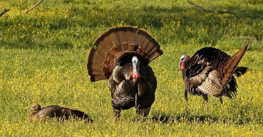 10 TURKEY HUNTING MYTHS 1 bigstock Wild Turkey 251184651