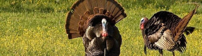 Finding turkeys 1 bigstock Wild Turkey 251184651