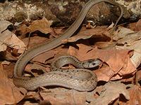 Snake Species in Massachusetts 2