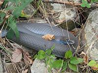 Snake Species in Massachusetts 4
