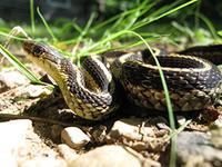 Snake Species in Massachusetts 3
