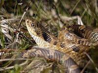 Snake Species in Massachusetts 5