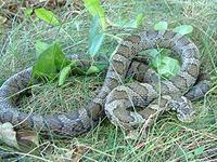 Snake Species in Massachusetts 6