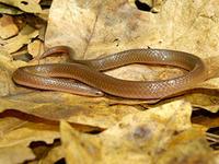 Snake Species in Massachusetts 8