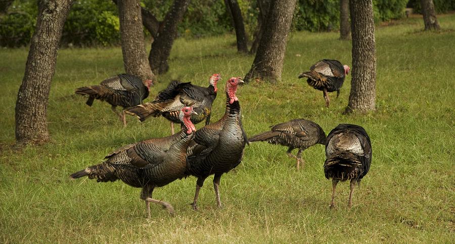 Introduction to Spring Turkey Hunting in Massachusetts 1 ftd turkeystesps