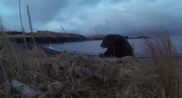 UNBELIEVABLE FOOTAGE OF A CHARGING KODIAK BEAR 1 kodiak bear charge 630x339