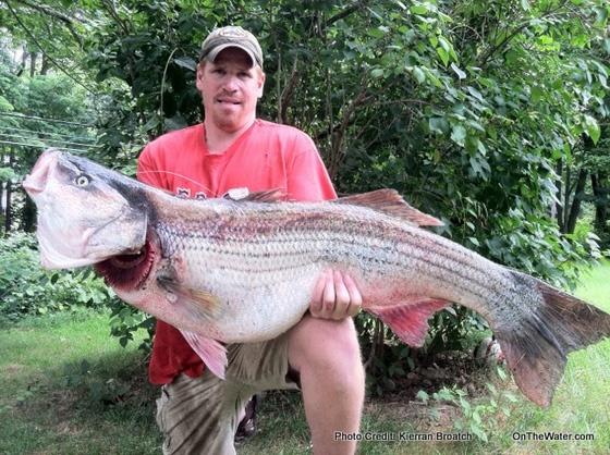 The new world record striped bass was caught on the night of August 4, 2011 1 myerson1 560