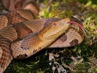 Snake Species in Massachusetts 9