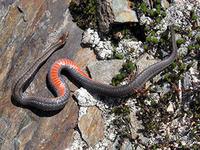Snake Species in Massachusetts 10