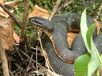 Northern Water Snake