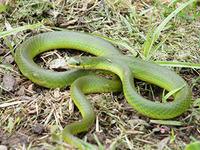 Snake Species in Massachusetts 12