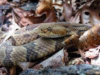 venomous snake in Massachusetts