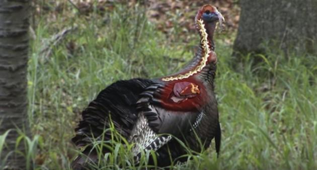 Turkey hunting connection Massachusetts 1 turkey anatomy wos 630x339