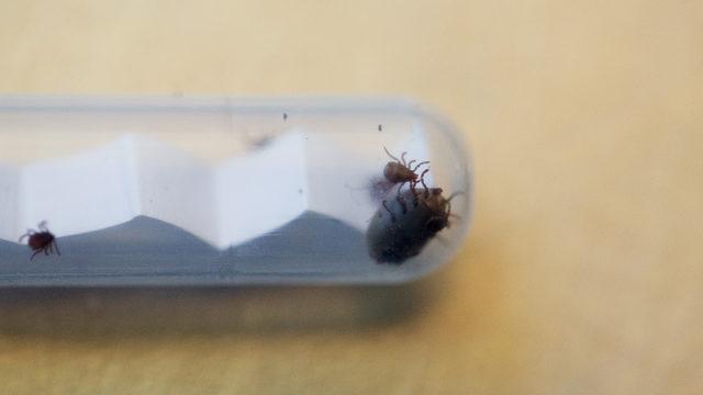 Tick-borne disease information for Massachusetts 1 GettyImages 654403504 1524618918685 11468212 ver1.0 640 360