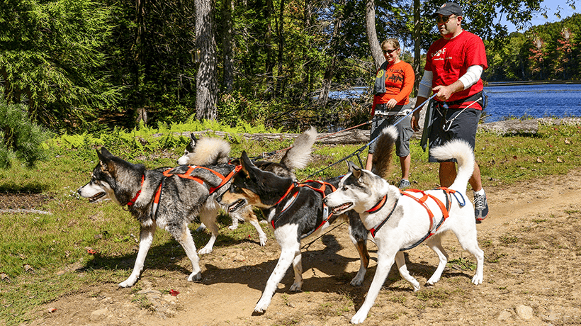 New dog regulations take effect on WMAs January 11, 2019 1 WalkingDogs