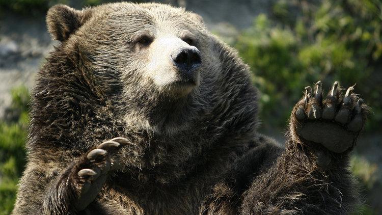 Navy SEAL explains how to survive a bear attack 1 52d6b5d26bb3f7643768c41d 750 422